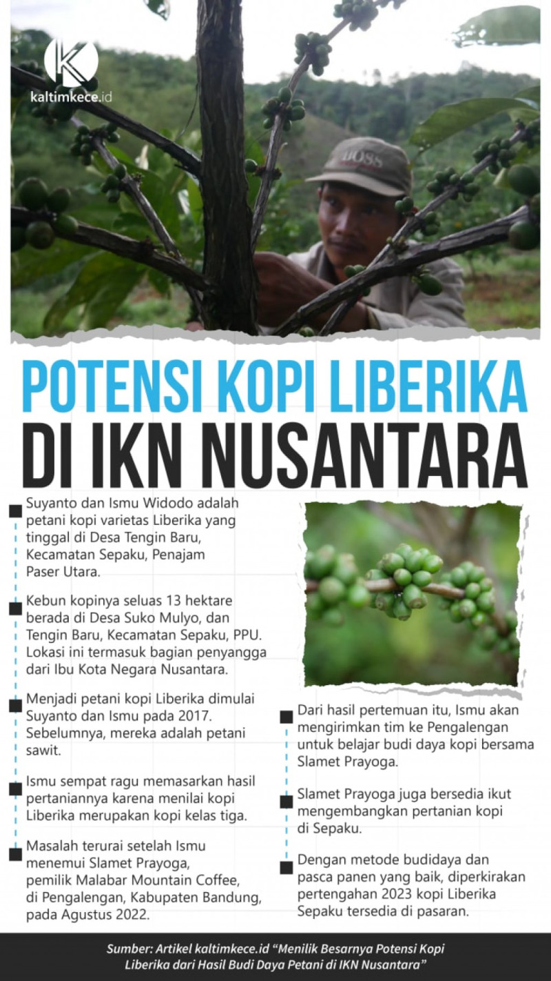 Infografik Potensi Kopi Liberika di IKN Nusantara.